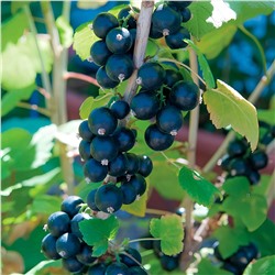 Смородина черная Глариоза, арт.: 75097