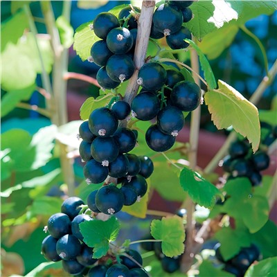 Смородина черная Глариоза, арт.: 75097