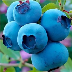 Голубика Фейетвилл, арт.: 75123