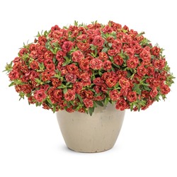 Набор махровых калибрахоа №2