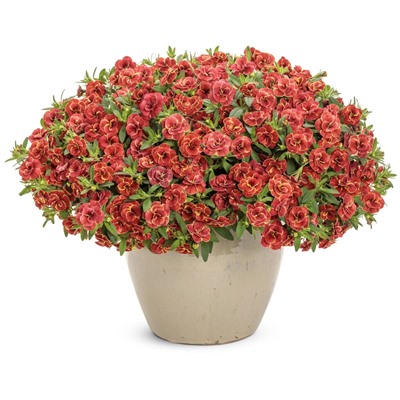 Набор махровых калибрахоа №2