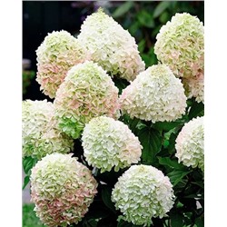 Саженцы Гортензия метельчатая Литл лайм, арт.: 9518