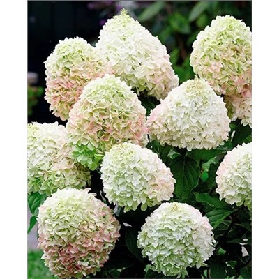 Саженцы Гортензия метельчатая Литл лайм, арт.: 9518