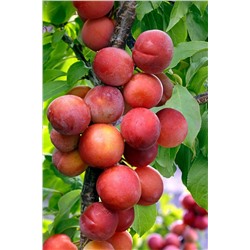 Слива Вега, арт.: 721