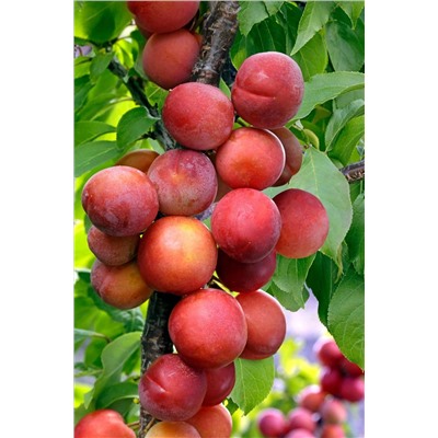 Слива Вега, арт.: 721