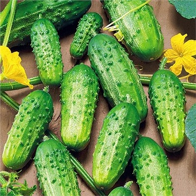 Семена Огурец Родничок F1, арт.: 3739