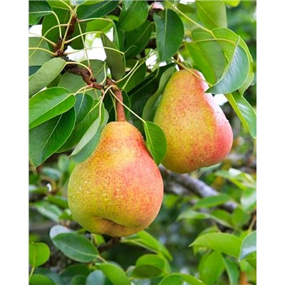 Саженцы Груша Кафедральная, арт.: 74557