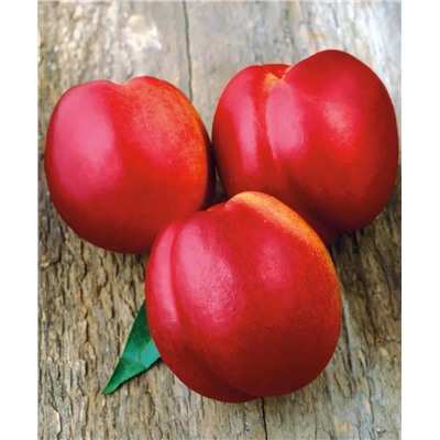 Слива Пионерка, арт.: 637