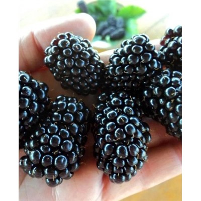 Саженцы Ежевика Блэк Мэджик, арт.: 70257