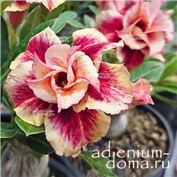 Adenium Obesum Double Flower MAGICIAN