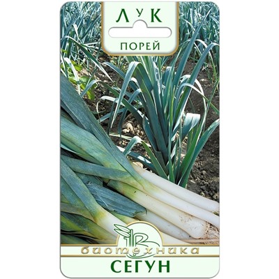 Лук порей Сегун