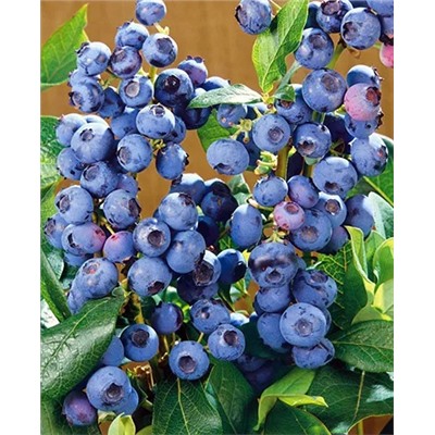 Саженцы Голубика Ханна чойс, арт.: 20121