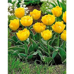 Луковицы Тюльпан махровый ранний Калимеро, арт.: 75151