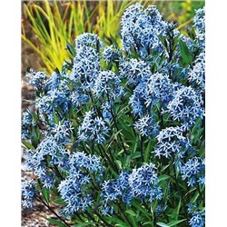 Амсония табернемонтана, арт.: 6108