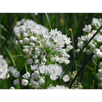 Allium Cowanii "Лук декоративный Ковани" 5шт