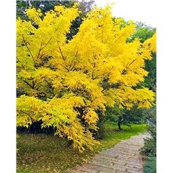 Бархат Амурский, арт.: 8923