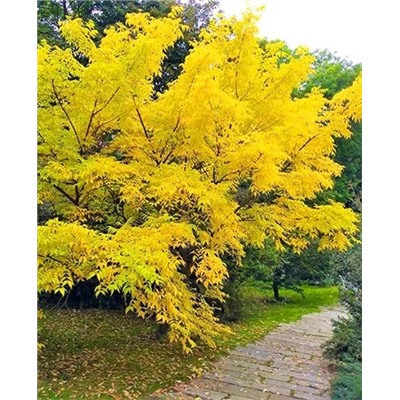 Бархат Амурский, арт.: 8923