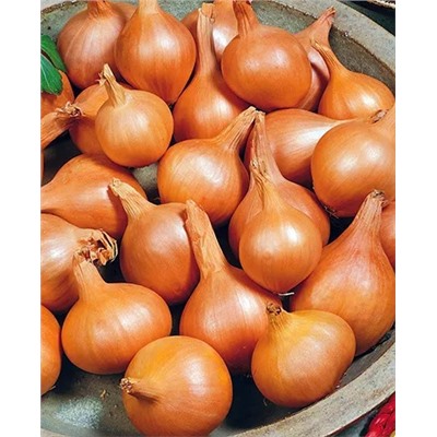 Лук семейный (шалот) Великоустюгский, арт.: 4520