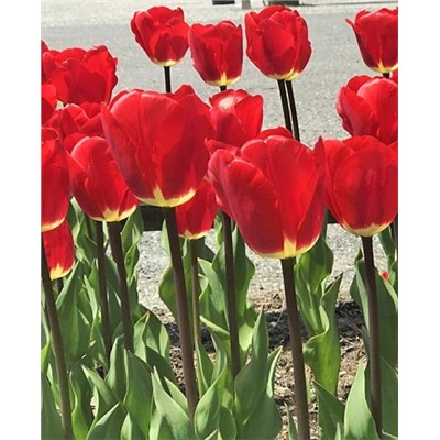 Луковицы Тюльпан дарвинов гибрид Фостери Кинг, арт.: 69893