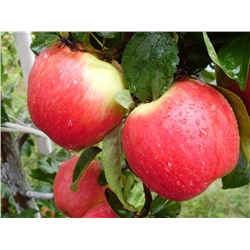 Яблоки ранние сорт Пирос, 5 кг