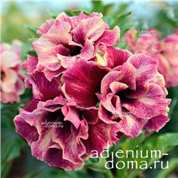 Adenium Obesum Double Flower KASUMI (TASTE OF LOVE)