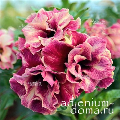 Adenium Obesum Double Flower KASUMI (TASTE OF LOVE)