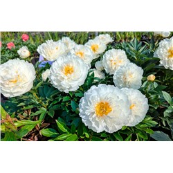 Пион травянистый Фринджед Айвори, арт.: 75232