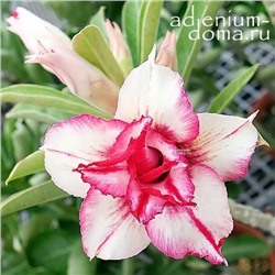 Adenium Obesum Double Flower NEW-93