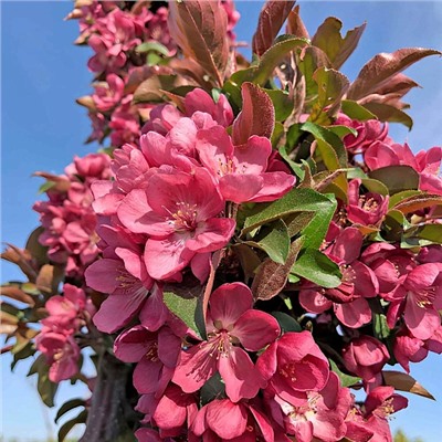 Саженцы Яблоня декоративная колоновидная Малиновое ожерелье, арт.: 75339