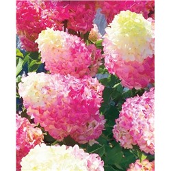 Саженцы Гортензия метельчатая Фрайз Мелба, арт.: 851