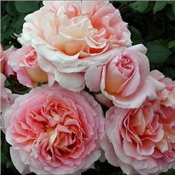 Abraham Darby "Абрахам Дерби"