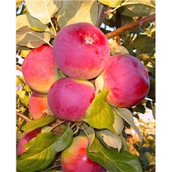 Саженцы Яблоня Анютины глазки, арт.: 73166