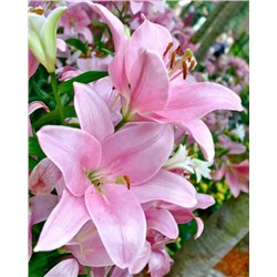 Луковицы Лилия ЛА-гибрид Лексингтон, фасовка: 1 саженец, арт.: 74661