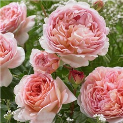 Abraham Darby "Абрахам Дерби"