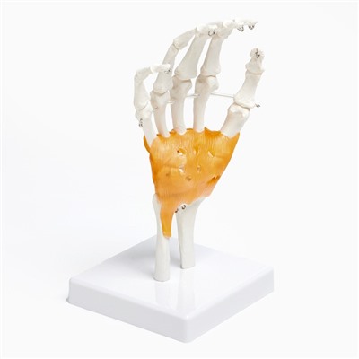 Анатомическая модель «Макет кистевого сустава», 22×12 см