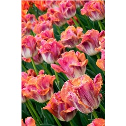 Луковицы Тюльпан бахромчатый Сансет Майями, арт.: 75137