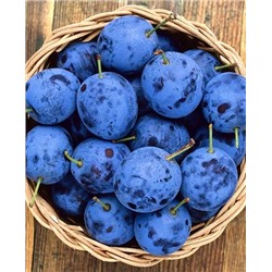 Саженцы Тернослива Ермак, арт.: 69134