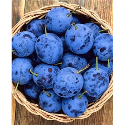 Саженцы Тернослива Ермак, арт.: 69134