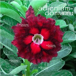 Adenium Obesum Double Flower NEW-256