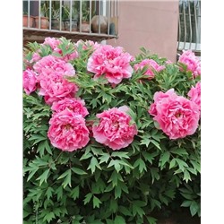 Корни (саженцы) Пион древовидный Богатство и звание, арт.: 74686