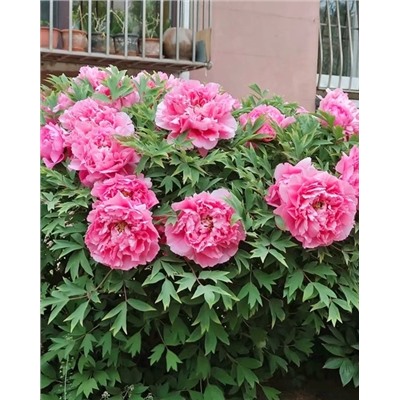 Корни (саженцы) Пион древовидный Богатство и звание, арт.: 74686