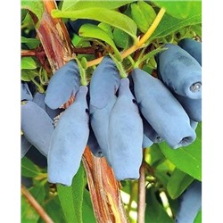 Саженцы Жимолость Восторг, арт.: 894