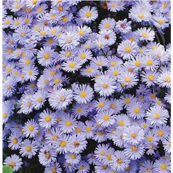 Саженцы Астра новобельгийская Октоберфест, арт.: 1057