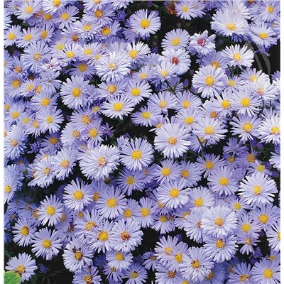 Саженцы Астра новобельгийская Октоберфест, арт.: 1057