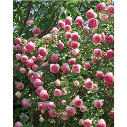 Саженцы Роза плетистая-клаймбер Пьер де Ронсар, арт.: 74982