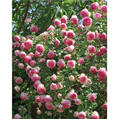 Саженцы Роза плетистая-клаймбер Пьер де Ронсар, арт.: 74982