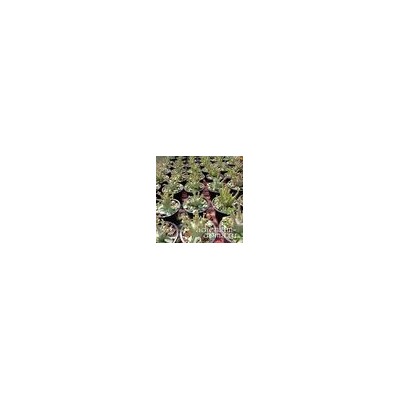 Adenium Arabicum MILK COW
