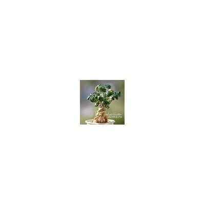 Подвеска КЛЕВЕР I серебристый (Trifolium)