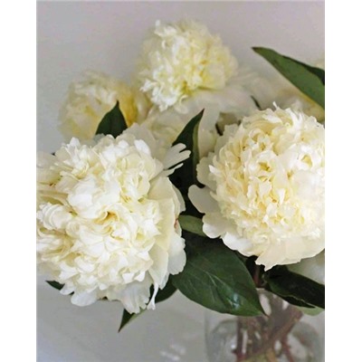 Пион Брайдл Шауэр, арт.: 74683