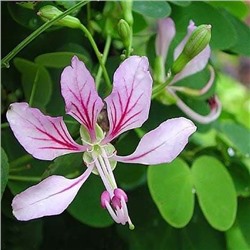 Bauhinia CORYMBOSA (Баугиния)